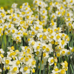 Цибулини нарцису Avalanche Горщик 0,5 л