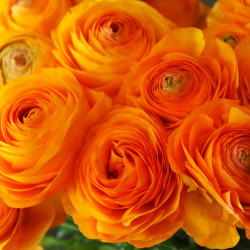 Клубни ранункулюса (лютика) Tomer Oranje