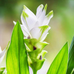 Бульби куркуми White Wonder