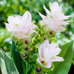 Бульби куркуми White Wonder