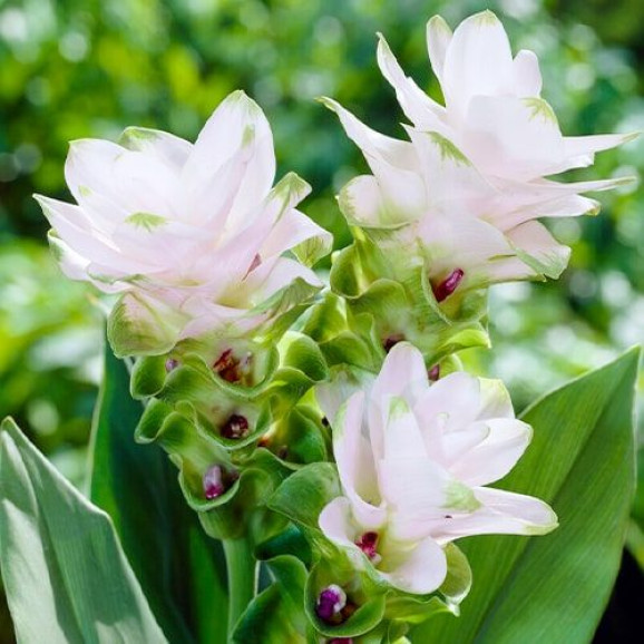 Бульби куркуми White Wonder