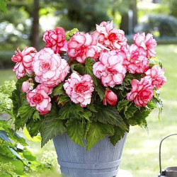 Цибулини бегонії Bouton de Rose