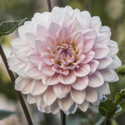 Бульби жоржини Silver Years