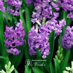 Цибулини гіацинту Lili Purple Горщик 0,5 л