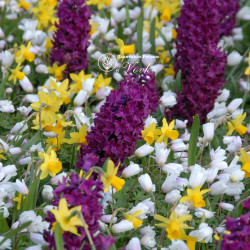 Цибулини гіацинту Woodstock Горщик 0,5 л