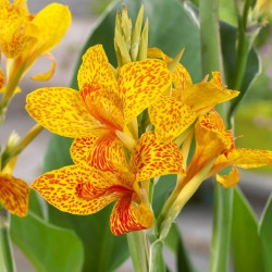 Бульби канни Tenerife