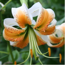 Луковицы лилии Lady Alice