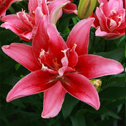 Луковицы лилии Double Lady