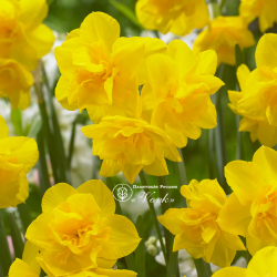 Луковицы нарцисса Golden Delicious Горшок 0,5 л