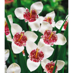 Цибулини тігрідії Alba Grandiflora