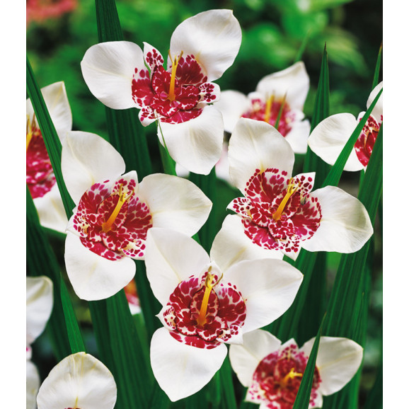 Цибулини тігрідії Alba Grandiflora