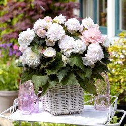 Цибулини бегонії Wummi Apfelblute