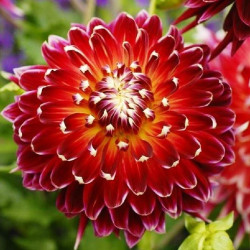 Клубни георгины Akita