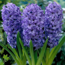 Луковицы гиацинта Delft Blue Горшок  0,5 л