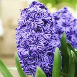 Луковицы гиацинта Minos Горшок  0,5 л