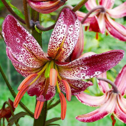 Луковицы лилии Alberta Morning