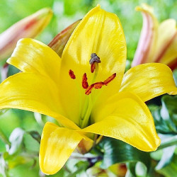 Луковицы лилии Golden Splendor