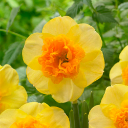 Цибулини нарцису Modern Art Горщик 0,5 л