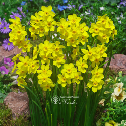 Луковицы нарцисса Baby Boomer Горшок 0,5 л