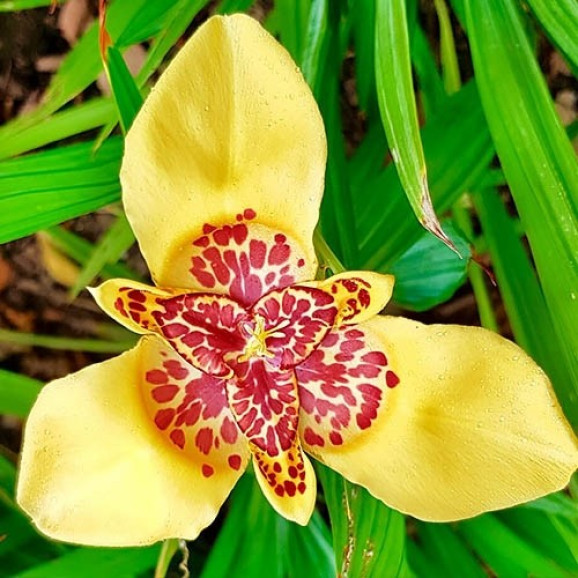 Цибулини тігрідії Aurea 