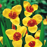 Цибулини тігрідії Aurea 