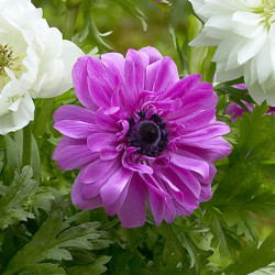 Луковицы анемоны The Admiral