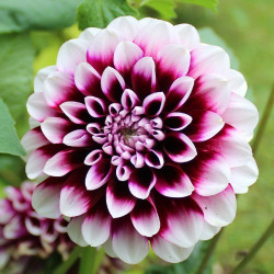 Бульби жоржини Edinburgh