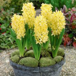 Луковицы гиацинта Gipsy Princess  Горшок  0,5 л