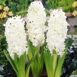 Луковицы гиацинта Madame Sophie Горшок  0,5 л