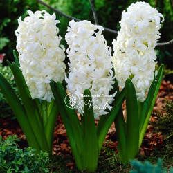 Луковицы гиацинта Snow Crystal Горшок  0,5 л