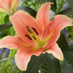 Луковицы лилии Zelmira