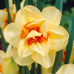 Цибулини нарцису Double Fashion Горщик 0,5 л