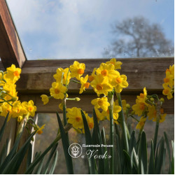 Цибулини нарцису Grand Soleil d'Or Горщик 0,5 л