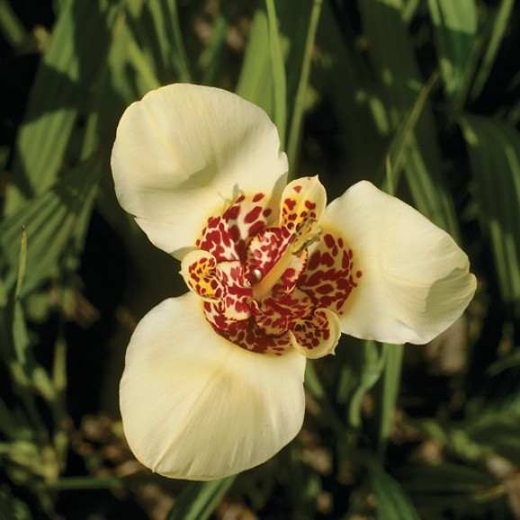 Цибулини тігрідії Canariensis