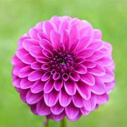 Клубни георгины Purple Fox