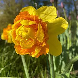 Луковицы нарцисса Suade Double Горшок 0,5 л