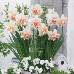 Луковицы нарцисса Delnashaugh Горшок  0,5 л