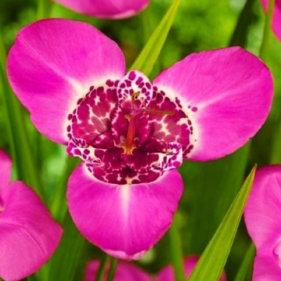 Цибулини тігрідії Lilacea