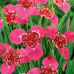 Цибулини тігрідії Lilacea