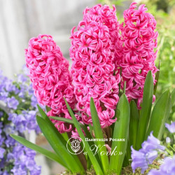 Цибулини гіацинту Johanna Горщик 0,5 л