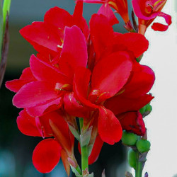 Клубни канны Crimson Beauty
