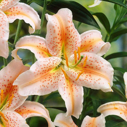 Луковицы лилии Salmon Party