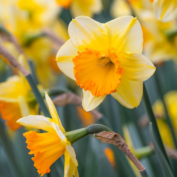 Луковицы нарцисса Bright Jewel Горшок 0,5 л