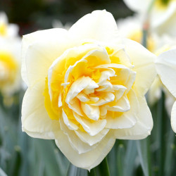 Луковицы нарцисса Lingerie Горшок 0,5 л