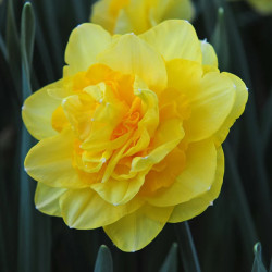 Луковицы нарцисса Sherborne Горшок 0,5 л