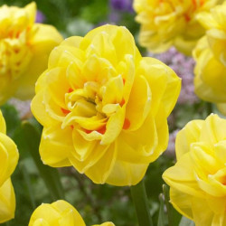 Луковицы нарцисса Sunny Day Горшок  0,5 л