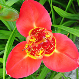 Цибулини тигридії Speciosa 