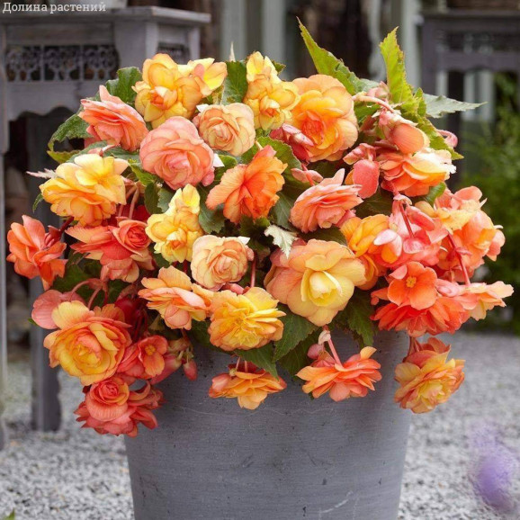 Бульби бегонії Cascade Sunray