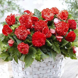 Бульби бегонії Marmorata