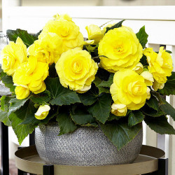 Клубни бегонии Double Yellow